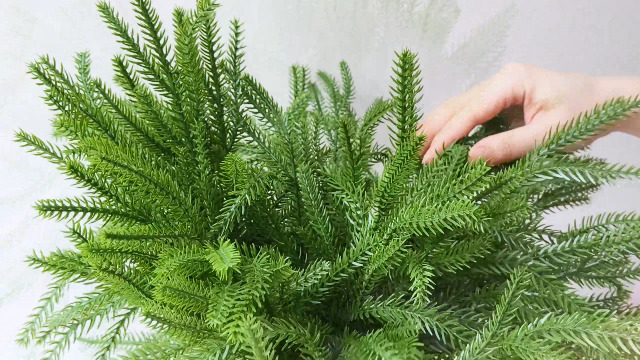 Künstliche Norfolk-Kiefernspieße, 36,8 Cm, Fühlt Produktbild-Vorschau 8