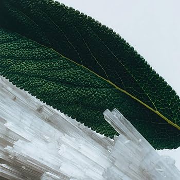 Amazon | ジョー マローン(JO MALONE) ウッドセージ&シーソルト