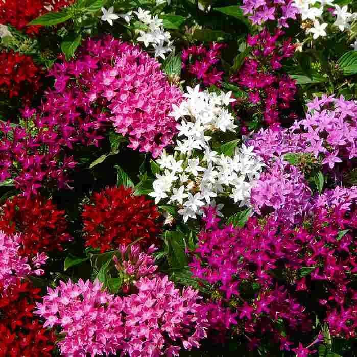 Amazon.co.jp: ペンタス 苗 1ポット 花色お任せ 3.5号 夏の花