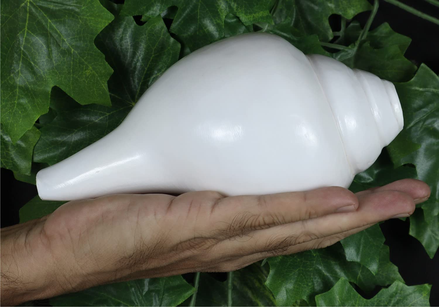 ASHIRWAD Original Blowing Shankh Vamavarti Dattatreya – Conch Muscheln – Puja Ritual – Plain Pooja Shankh – Shankhnaad (Länge: 20,3 cm Umfang: 30,5 cm)