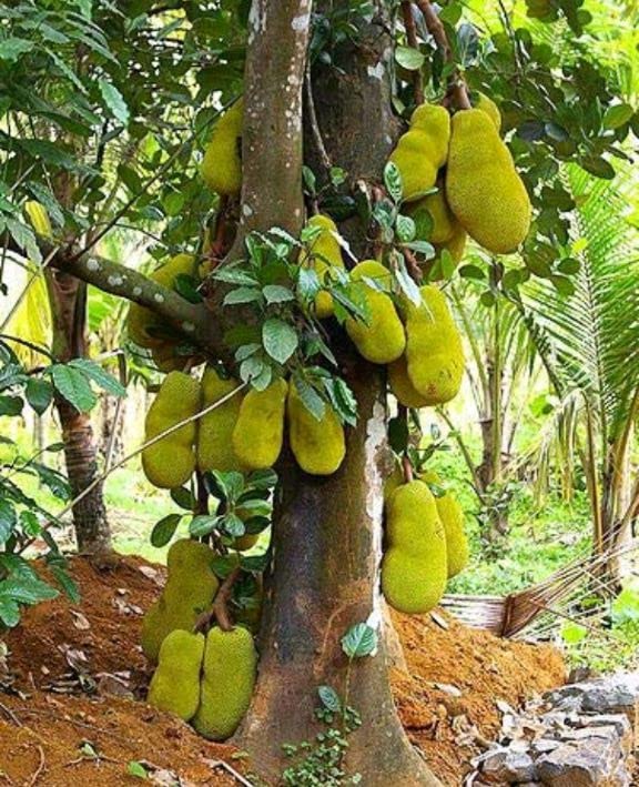 Balbasaur Live Plant Jack Fruit Jackfruit (Jackfruit Or Kathal Tree of