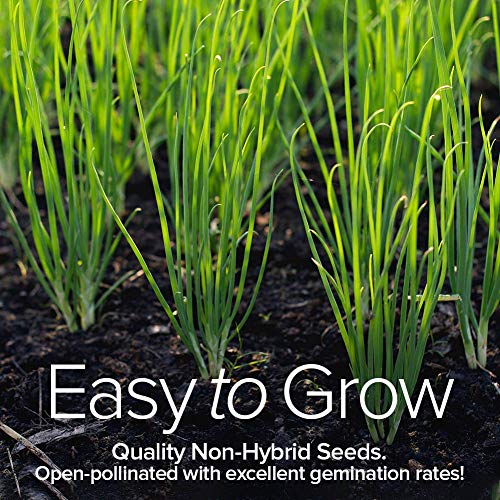 Culinary Herb Seeds For Planting Indoors And Outdoors 5 Herbs Seed Packets Including Basil, Cilantro, Chives, Oregano, And Parsley - Great For Kitchen Herb Garden Heirloom Herb Seeds - Gardners Basics #TOP4