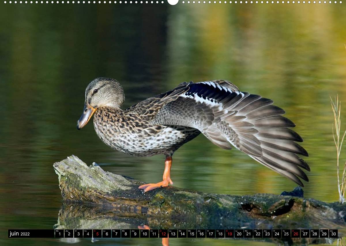 PLUMES LÉGÈRES. Oiseaux du Monde (Premium, hochwertiger DIN A2 Wandkalender 2022, Kunstdruck in Hochglanz): Treize photos d'oiseaux en action, ... Henry (Calendrier mensuel, 14 Pages )