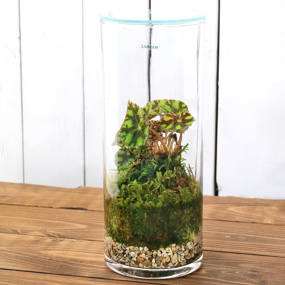 No.216 苔アート　苔テラリウム　ベゴニア　キャンディストライプ　入り フラワー/ガーデン No.216 苔アート 苔テラリウム ベゴニア キャンディ