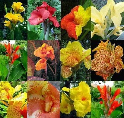 1000 SEEDS MIXED COLOURS CANNA INDICA LILY Ground or Pond plants + FREE PHYTO Flower Fresh & Viable From Garden