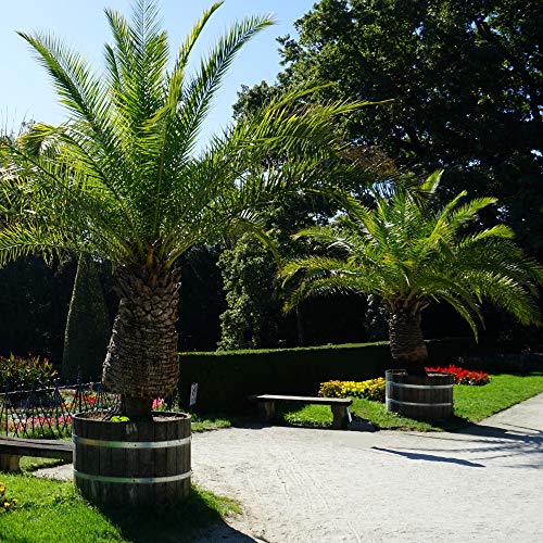 Pair of Phoenix Palm Canariensis Exotic Outdoor Plants Drought Tolerant Evergreen Palm Tree Canary Island Date Baring Tropical Spiked Foliage 2X Palms in 1.5L Pots by Thompson & Morgan