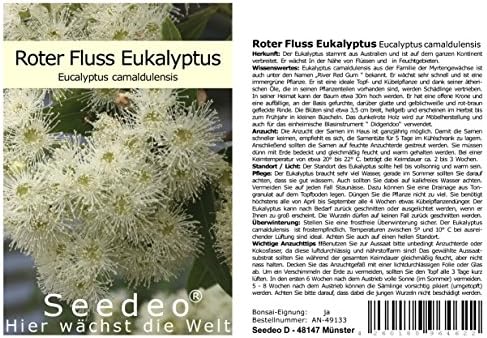 Seedeo® Roter Eucalyptus Samen – 20 Stück, Eucalyptus Ficifolia Aus Australien