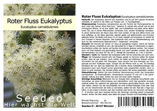Eukalyptus-Samen Seedeo Roter Fluss Eukalyptus (Eucalyptus camaldulensis) 200 Stück
