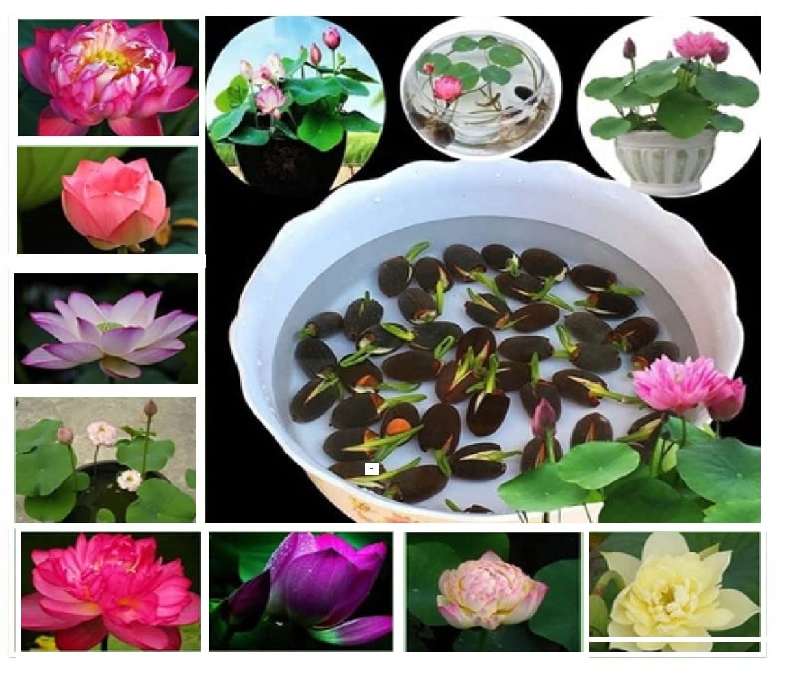 Hudgle Water Lily Flower Seeds (Pack Of 20 Seeds) - All Mix Colors… Growing Lotus Brings Positive Vibrations According To Vaastu Shastra…2023_hudgle_44 (B0BJY2NCBH) Amazon Price History, Amazon Price Tracker