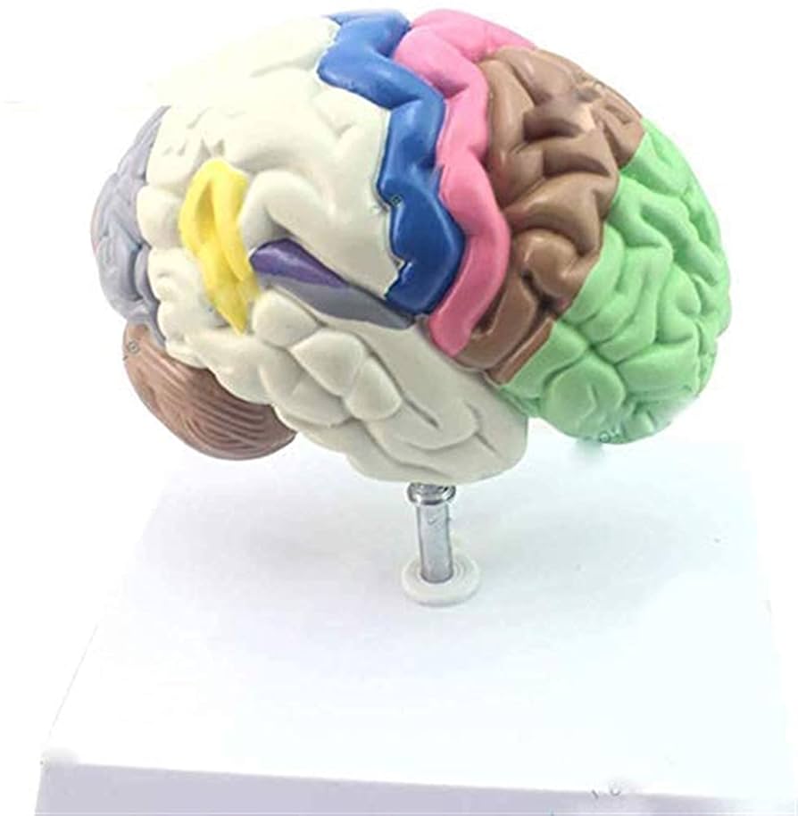 Amazon.co.jp: 体模型、体幹模型、人脳模型、前頭葉、枕葉、側頭