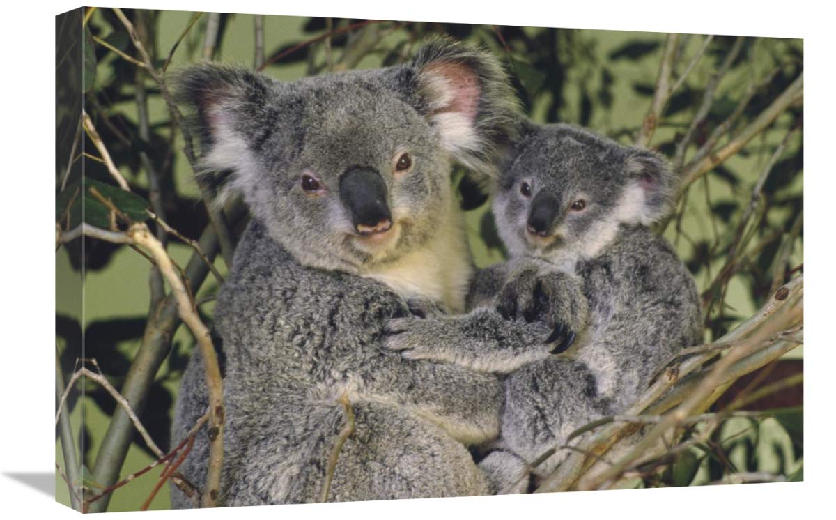Koala Mother with Joey, Eastern Temperate Australia-Canvas Art-24"x16"