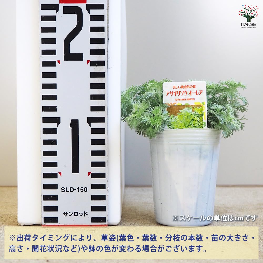 Amazon.co.jp: ITANSE 朝霧草 オーレア 2.5号 4個セット カラー