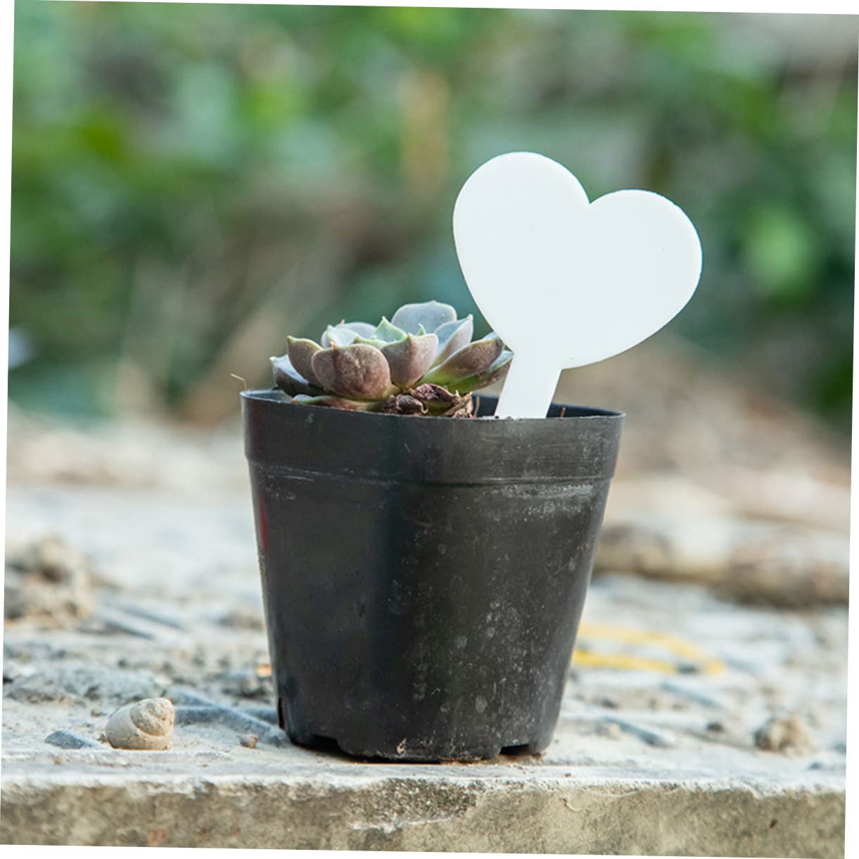 SUPVOX 3 Set Etichetta Vegetale Piante Phyto Waterproof Specchio Chiaro Piantatrice Di Cactus Fito Scheda Etichetta Fiore Decorativa Da Giardino Polietilene Pp 200 Pezzi * 3
