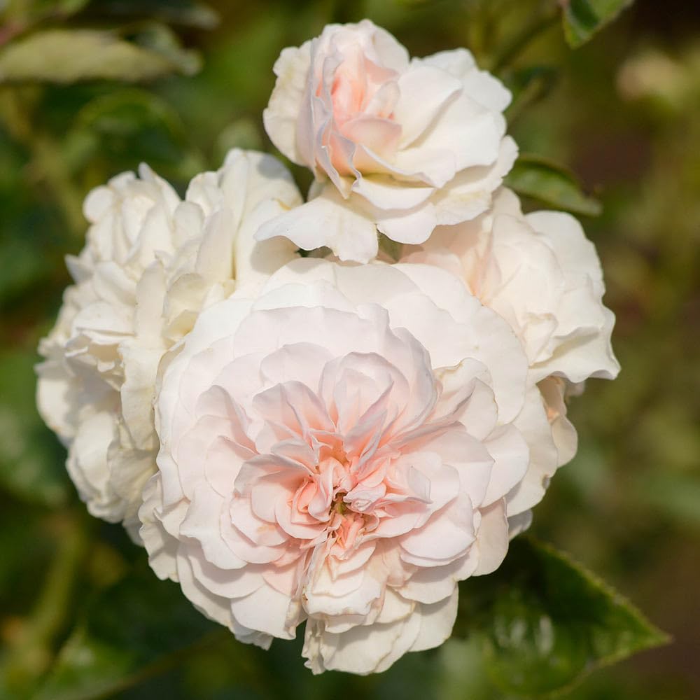Amazon.com : Heirloom Hybrid Musk Roses, Live Own Root Plant for