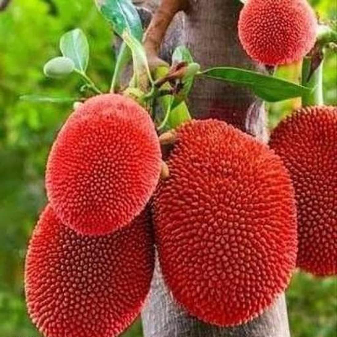 RED JACK FRUIT "thailand-Grafted Jackfruit-plant" Super Tasty Fruiting Variety Ayur Jack Vietnam Varika Live Outdoor Garden Plant All India Weather suitable Plant in Nursery grow Bags