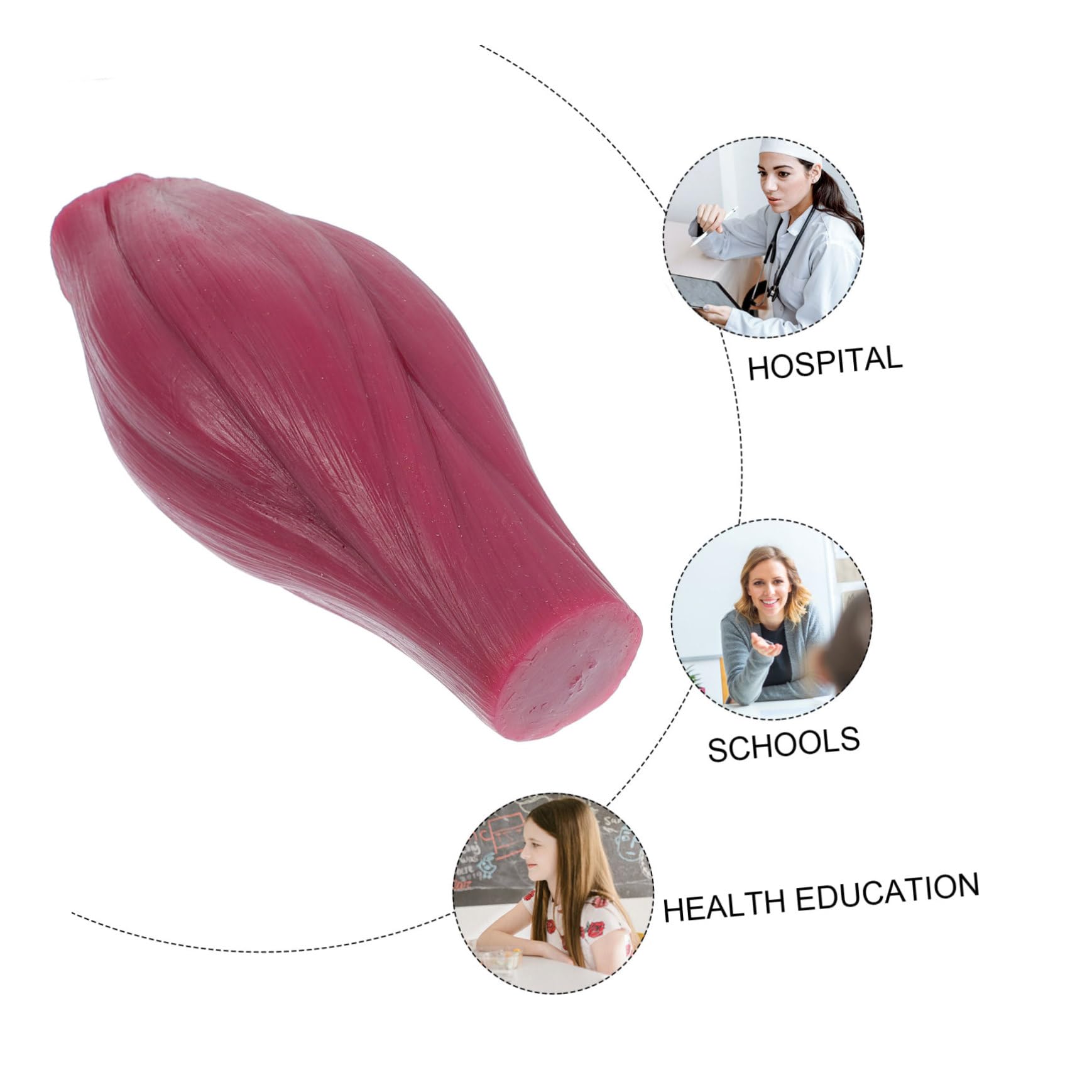 Alipis 2 Pezzi Modello Muscolare da Lb Anatomia per Studio Didattico Design Vivace e Materiali Sicuri per Educazione Fisiologica e Fitness
