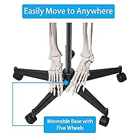 Vista 7 de breesky Modelo de esqueleto humano flexible de 70.8 pulgadas para anatomía, modelo de esqueleto humano médico de tamaño real con sistema nervioso