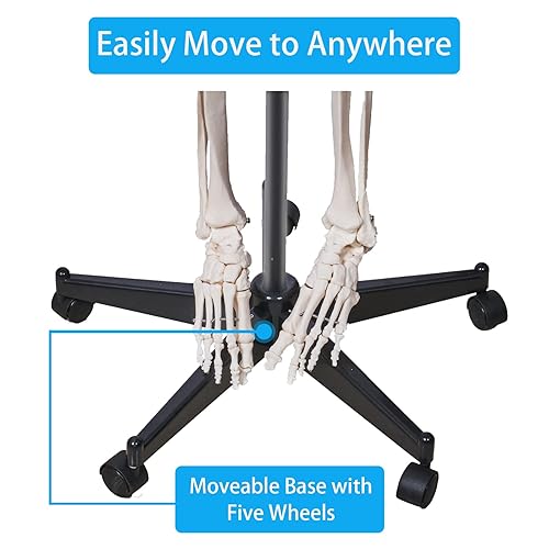 Miniatura 7 de breesky Modelo de esqueleto humano flexible de 70.8 pulgadas para anatomía, modelo de esqueleto humano médico de tamaño real con sistema nervioso