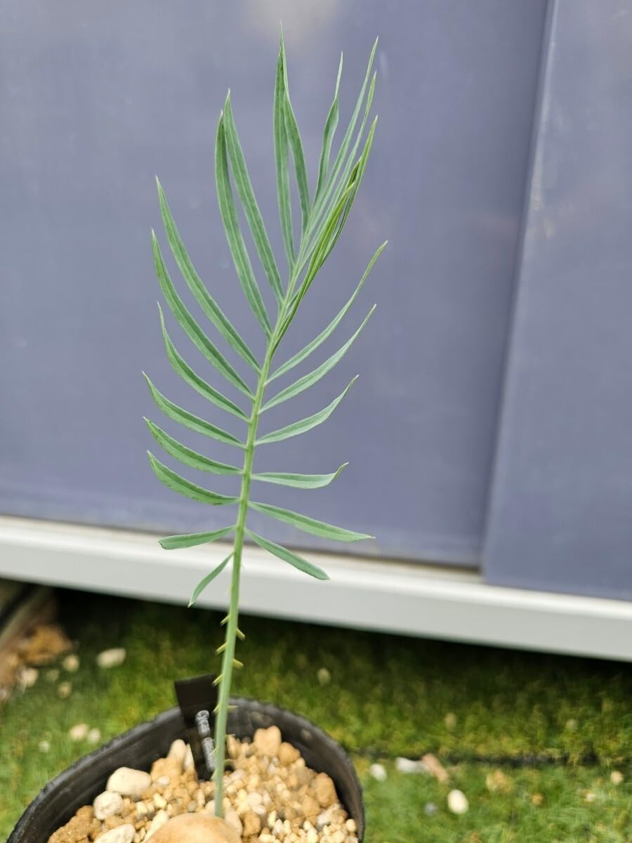 【シルバーウィークセール】サイカス　デソラタ　実生② Amazon.co.jp: サイカス デソラータ デソラタ 実生苗！Cycas desolata