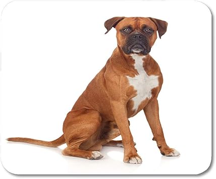 Amazon おしゃれスリップ防止マウスパッド血統ブラウン大きく美しいボクサー犬白ポートレートペットマウスマットおしゃれスリップ防止マウスパッド さくら物語 マウスパッド 通販