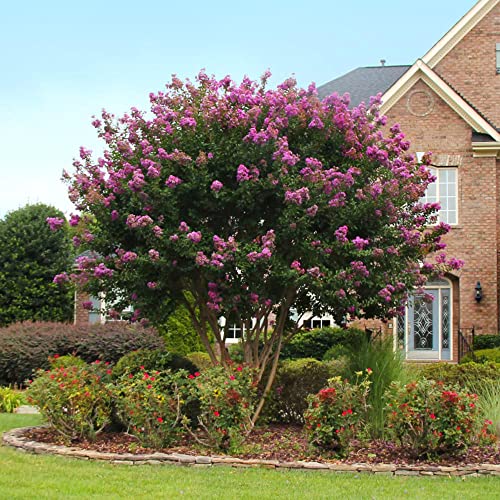 Light Purple Crepe Myrtle Seeds Lagerstroemia Deciduous Evergreen Tree & Shrub Hardy Ornamental Gardening Outdoor 35Pcs Flower Seeds By Yegaol Garden #TOP30