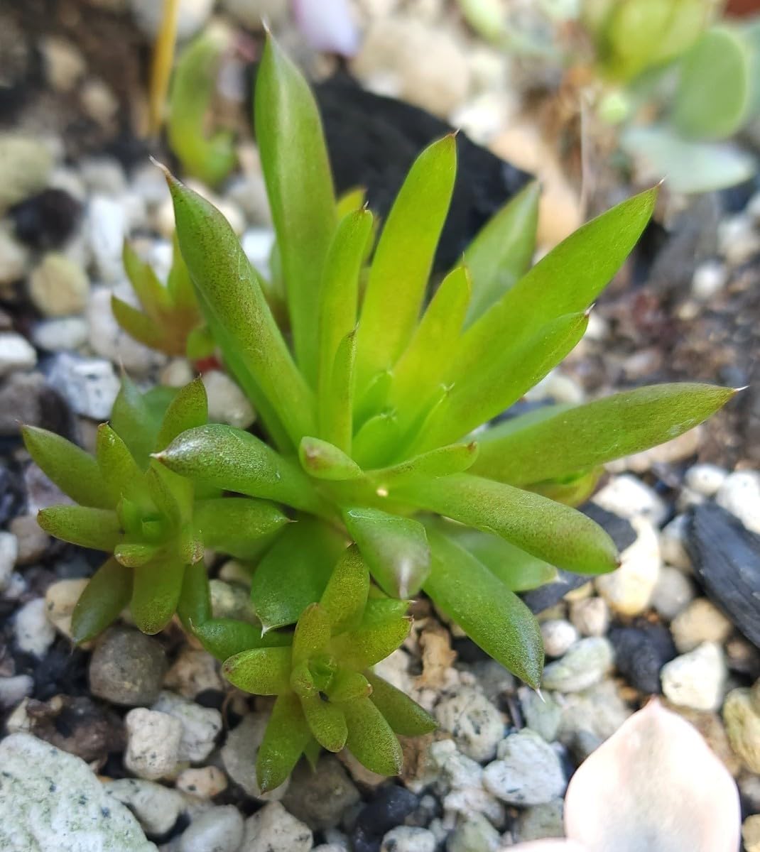 Amazon.co.jp: セール！！！オロスタキス 昭和 多肉植物 苗