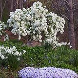 Zoom IMG-1 albero delle perle exochorda racemosa