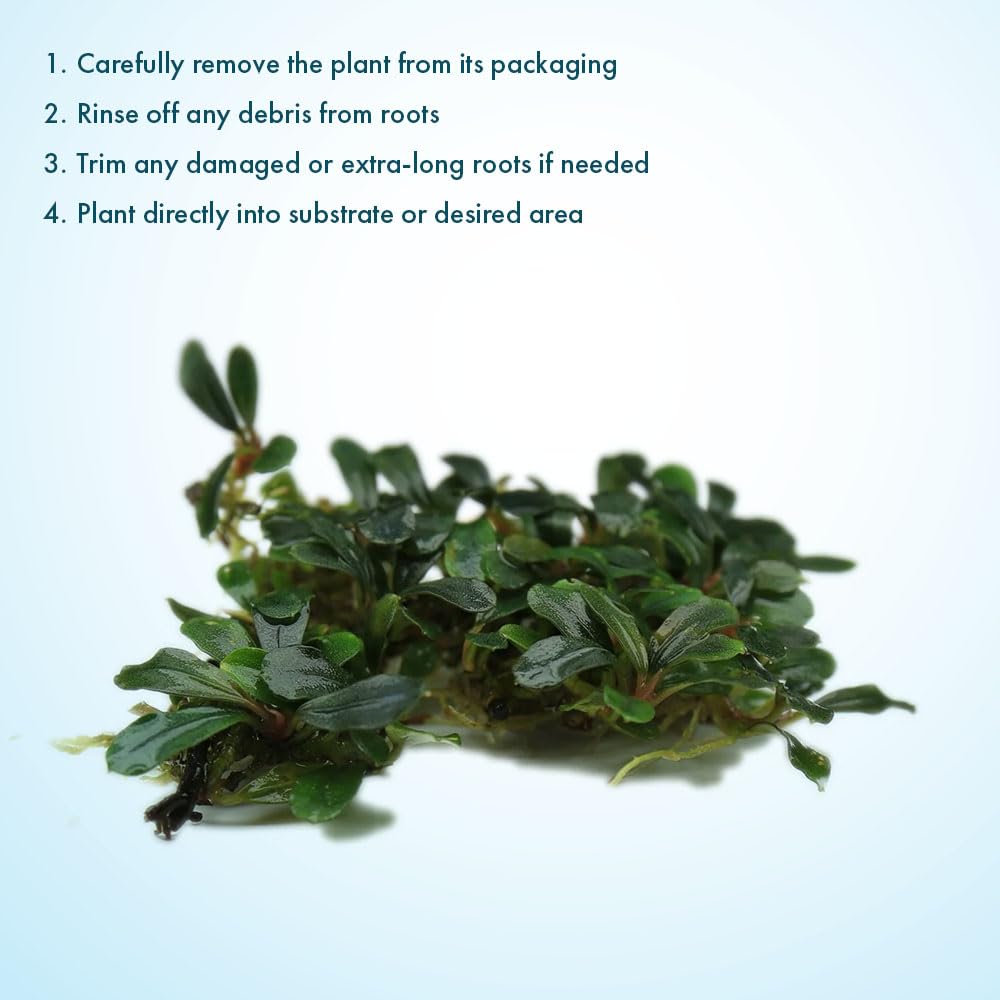 Amazon.com: SubstrateSource Bucephalandra Black Pearl Live