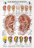 Ear Reflex Points Chart: Tubed