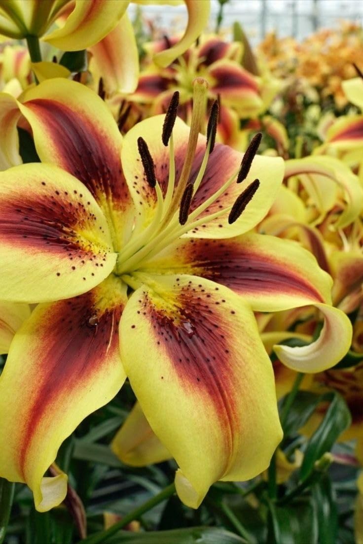 Ritz Farming® Oriental lily Lilium Imported Flower Bulbs for home and Gardening pack of 3 bulbs (YELLOW WITH BROWN) (B0D6GJW8DS) Amazon Price History, Amazon Price Tracker