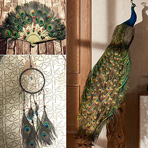 Skyzone 10 Piezas de Plumas de faisán Naturales, Colas de faisán y 10 Plumas de Pavo Real Naturales Reales para Sombreros de Pelo, Manualidades para Manualidades, decoración de Bodas en el hogar