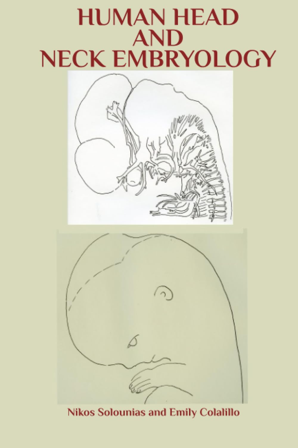 Human head and neck embryology