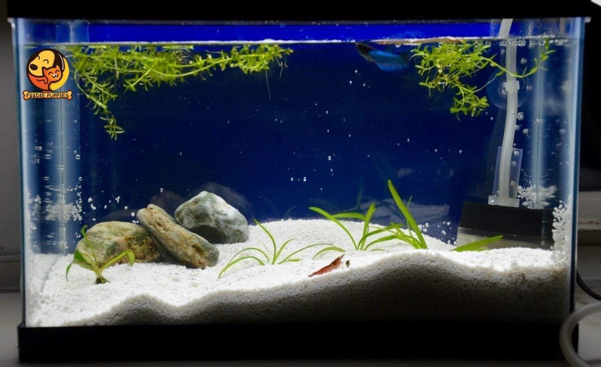 Foodie Puppies Natural Sugar Size (2.5Kg, White Sand) Gravel for Aquarium Decoration/Home & Garden/Lawn Decoration/Aquarium Substrate/Terrarium/Quartz Sand