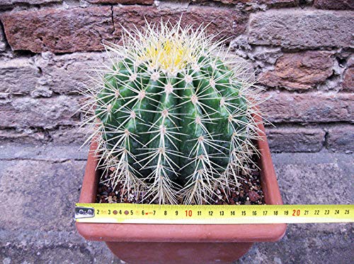 Geosism & Nature Echinocactus grusonii 20 cm, Cactus, Plante succulente