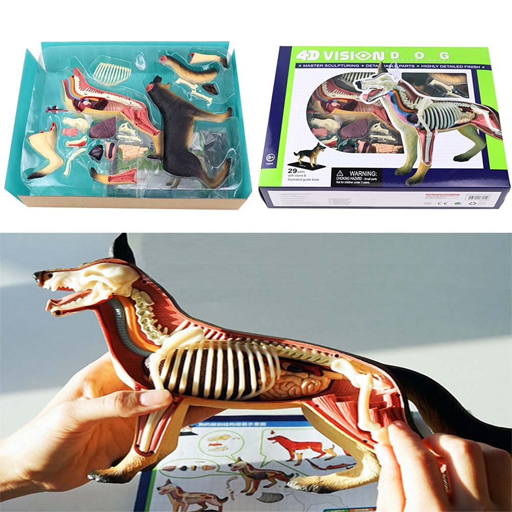 4D MASTER 4D VISION DOG ANATOMY MODEL 解剖 立体パズル No．12 4D VISION 動物解剖モデル 犬解剖スケルトンモデル