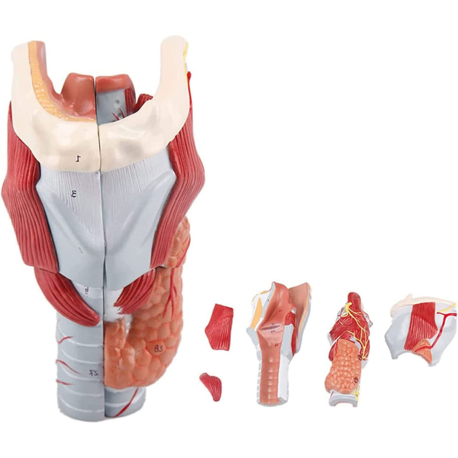 Buy Human Larynx Model 2 x life size Detatomic Model Larynx Muscular