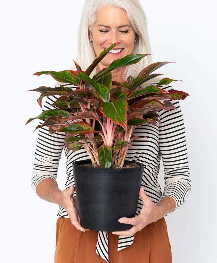 Live Aglaonema Lipstick Plant – Perfect for Home, Balcony, Office | Indoor Air Purifying Plant with pot-picture-48