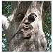 Whistlin Pete Tree Face