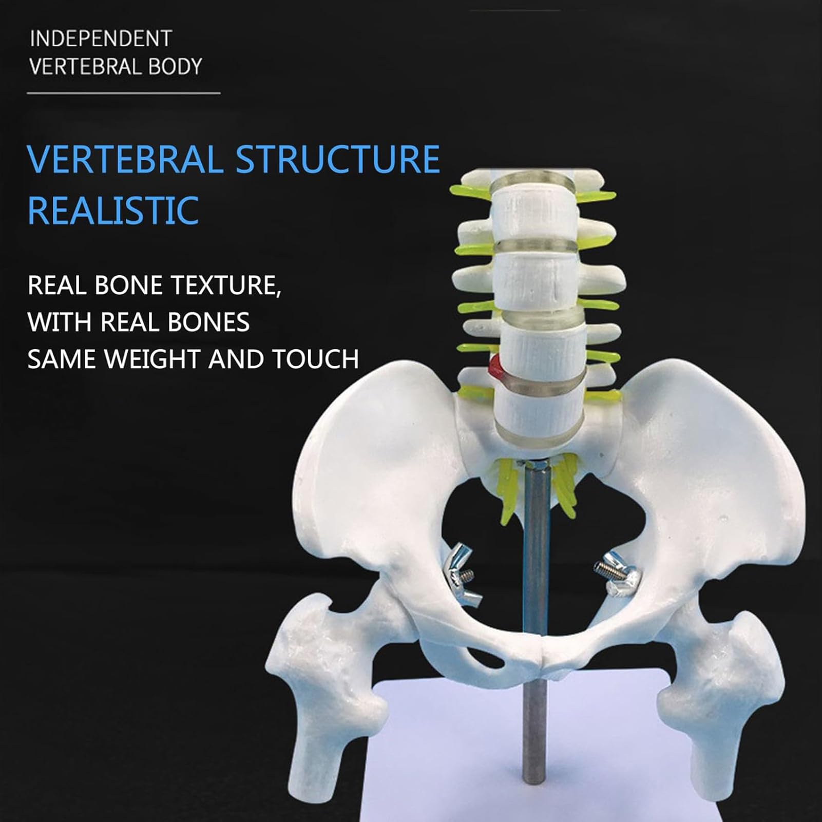 Modelo De Columna Vertebral Humana - Mini Modelo Anatómico De 45 Cm con Soporte, Pelvis, Columna Vertebral, Nervios Y Vértebras para Estudios Científicos O Educación del