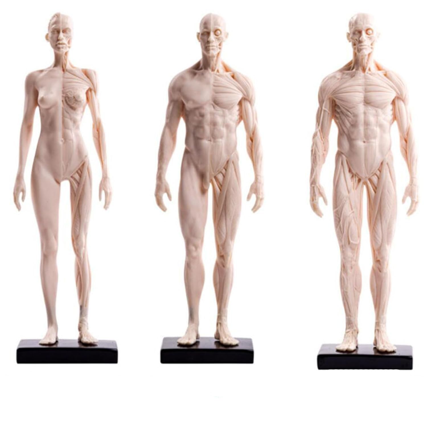 Model anatomii człowieka 30 cm-biała pełna figura mięśni i szkieletu dla artystów, studentów i nauczycieli, zestaw 3 szt.