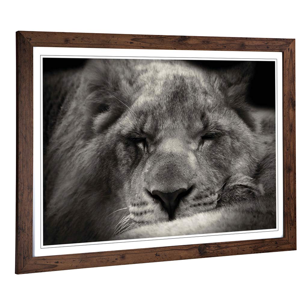 Big Box Art Framed Print of Sleeping Lion Design | Wall Art Picture | Home Decor for Kitchen, Living, Dining Room, Lounge, Bedroom, Hallway, Office, Walnut, A2 / 24.5x18 Inch / 62x45cm