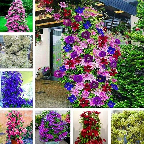 kiskick 100 Unids Clematis Semillas de Vid trepadora Planta de Flores Decoración de Adornos de Oficina en el hogar Semillas de Alto Rendimiento para Cultivo Color Mixto