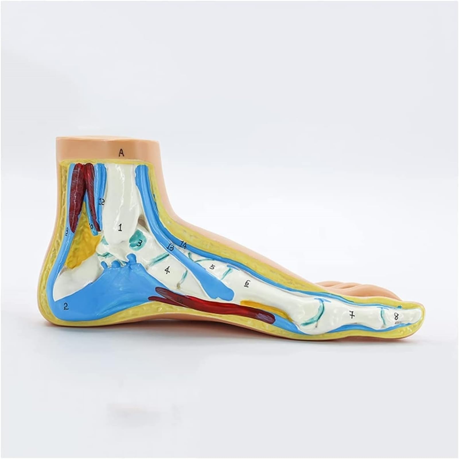Model anatomii ludzkiej stopy, 1:1 naturalnej wielkości płaska stopa łukowa anatomia model mięśni do nauki medycyny nauki klasy materiały dydaktyczne