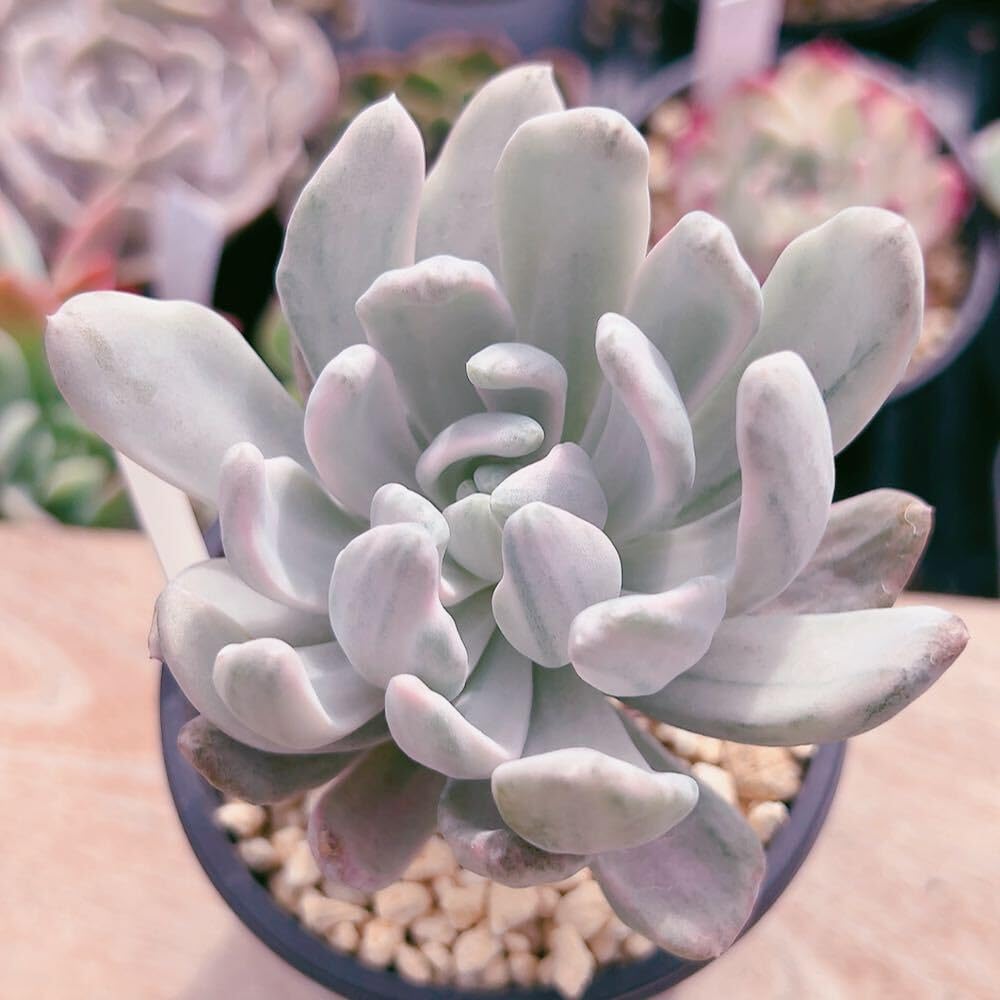 多肉植物 韓国苗　ブルーハイヒール 多肉植物 韓国苗 ブルーハイヒール 【公式通販】