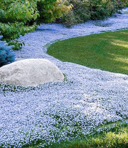 BALDUR Garten Winterharter Bodendecker Isotoma 'Blue Foot®', 50 Pflanzen...