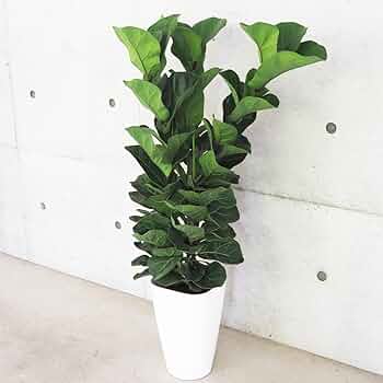 カシワバゴム バンビーノ 10号 カシワバゴム バンビーノ 10号 カシワバゴム・バンビーノ / Ficus