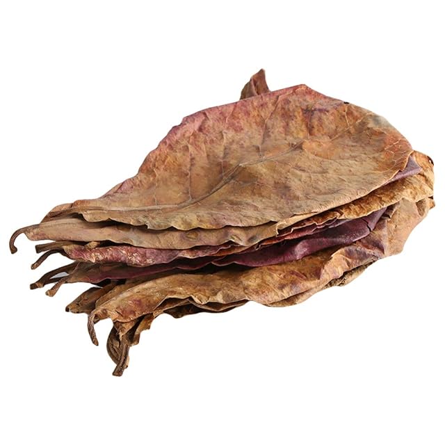 Foto 4 de 6 de Zonfer 10 Piezas/Pack Natural Terminalia Catappa Hojas Foetida Isla Almendra Hoja De Pescado…