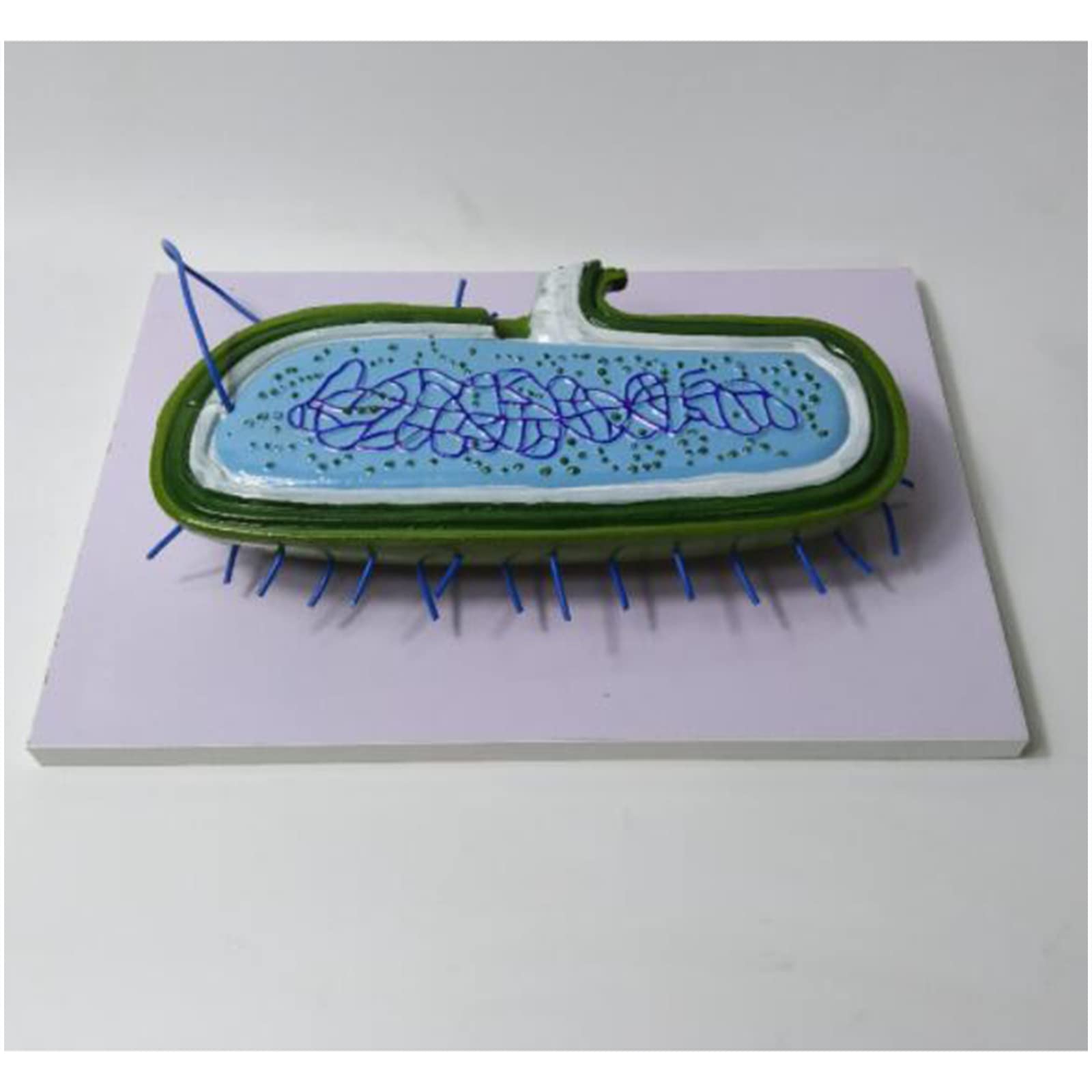 Biologia Insegnamento Magnified Bacteria Modello Educativo Modello Batteri Modello per Scuola Media Biologia Insegnamento Dimostrazione