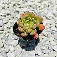 多肉植物 ピンクルルビー♡抜き苗 Amazon.co.jp: ピンクルルビー 子株付き 抜き苗 エケベリア 多肉