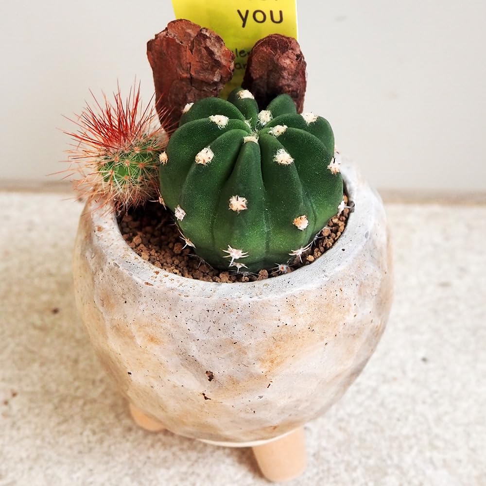 サボテン　世界の図　5号鉢 sb-kssr50.gif